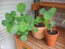 The dominant puppies in the litter of nasturtiums